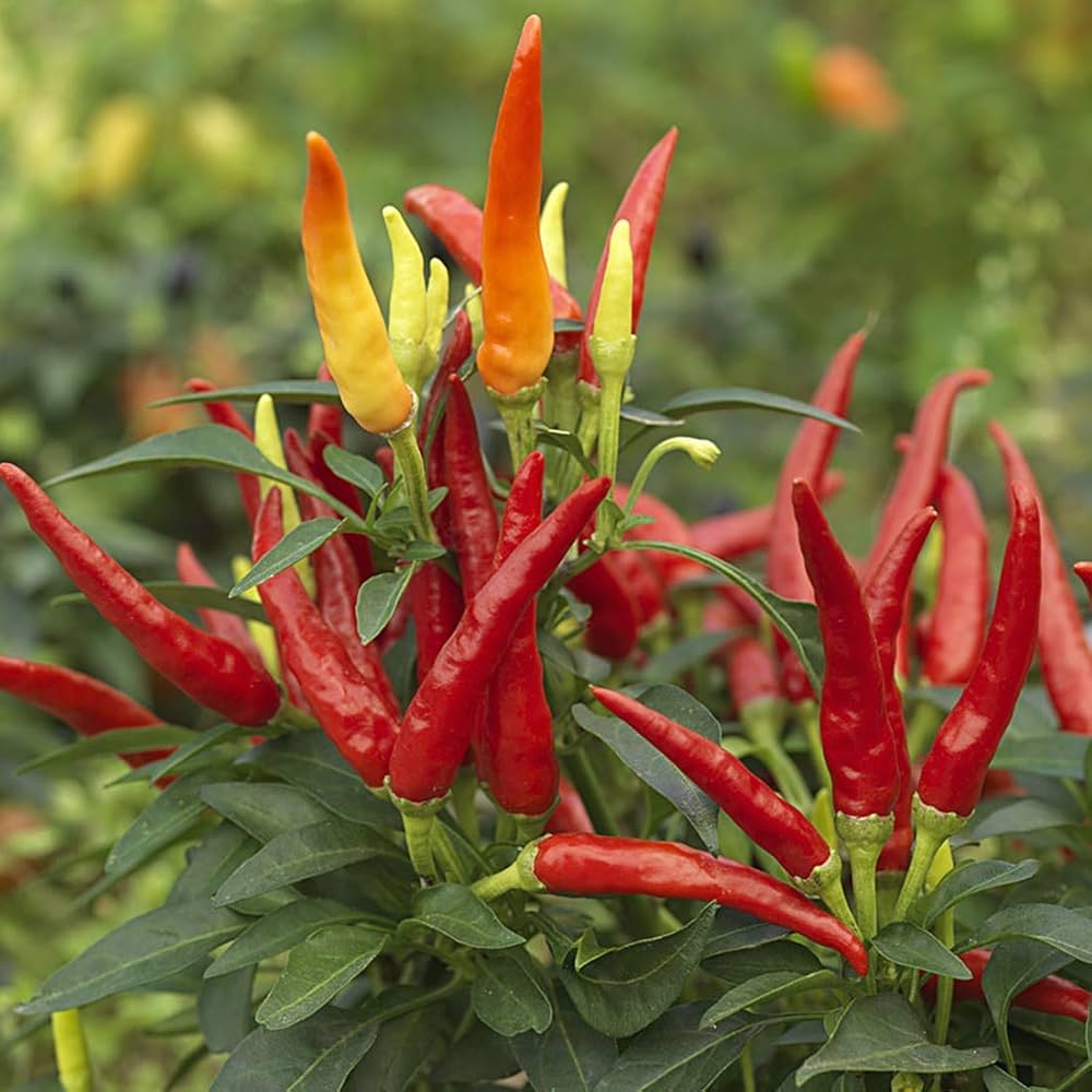 red ornamental flower seeds