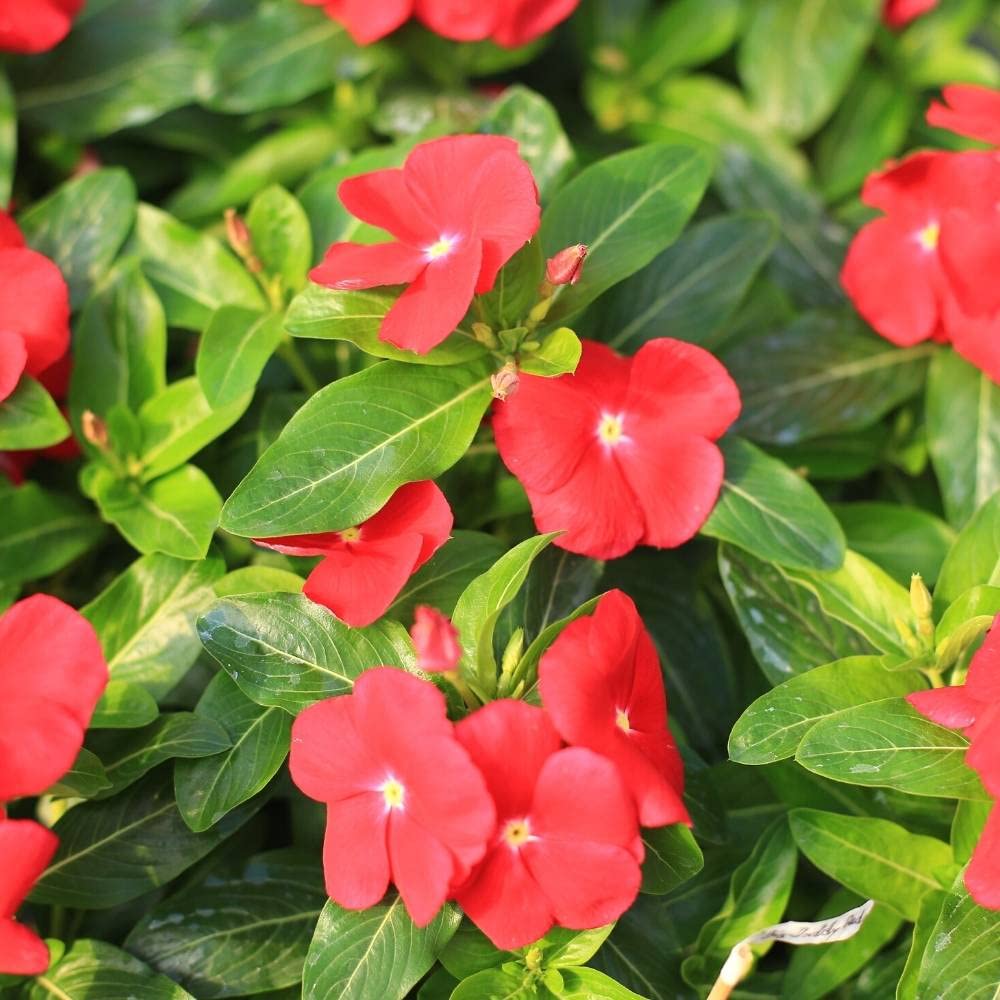 Vinca Catharanthus herb seeds