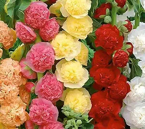 mixed hollyhock flower seeds