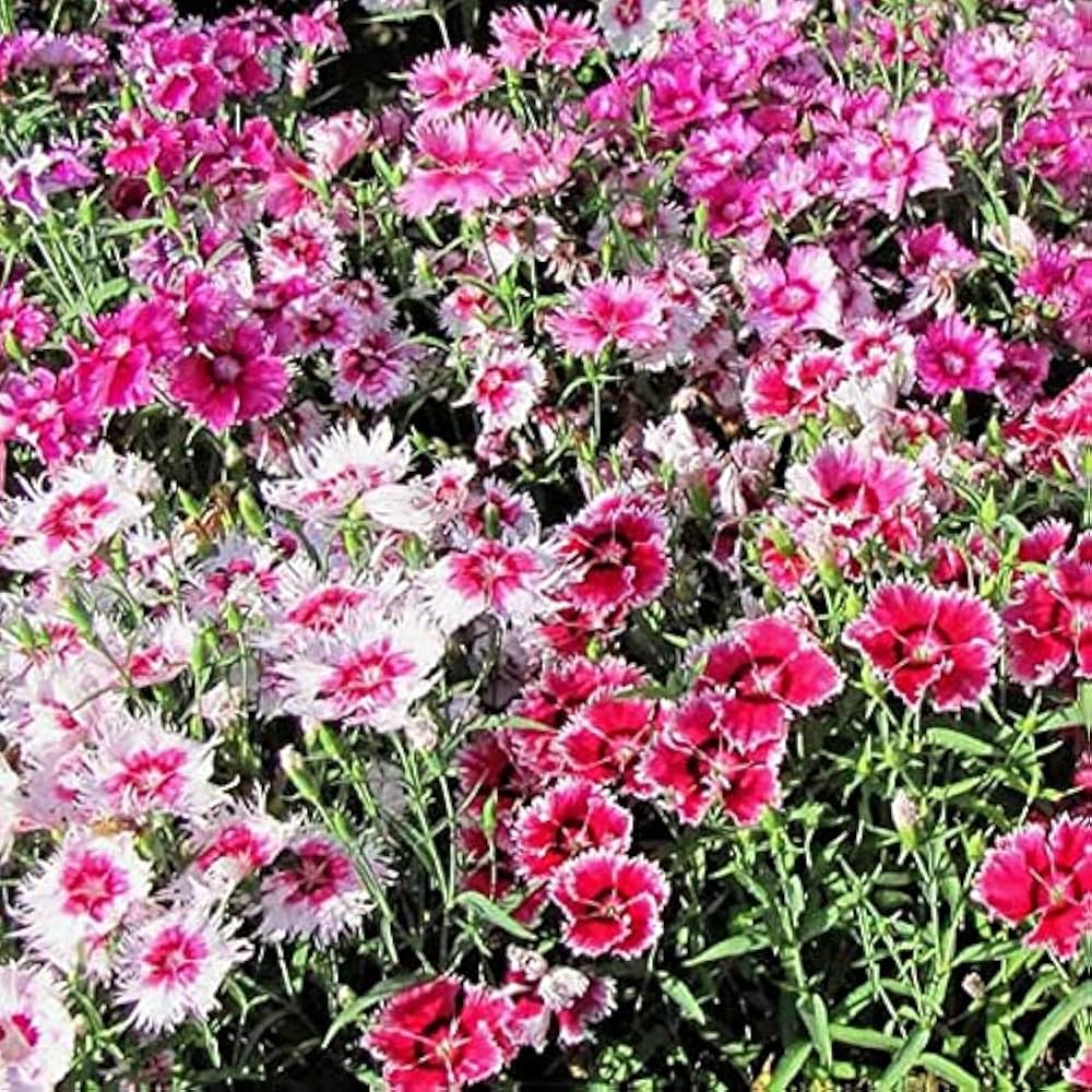 dianthus wee flower seeds
