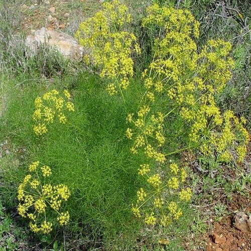 Green Fennel Plant Seeds Heirloom Non-GMO High Germination Organic Garden Seeds for Planting