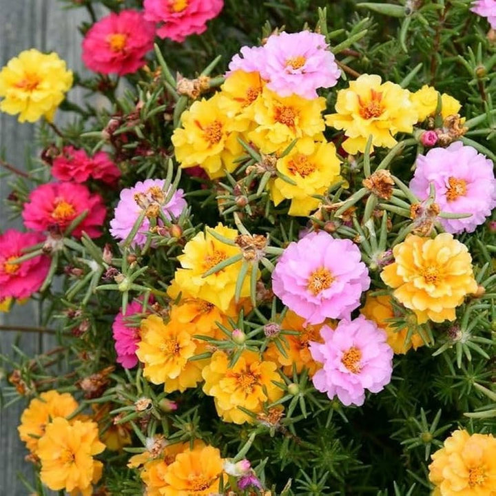 Double Rose Seeds for Planting – Heirloom, Non-GMO, High Germination Garden Seeds