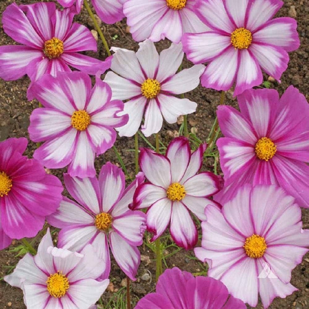 cosmos candy flower seeds