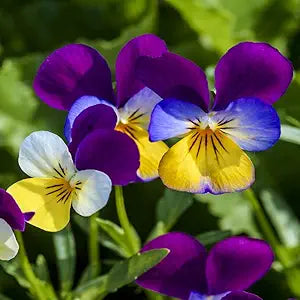 viola flower flower seeds