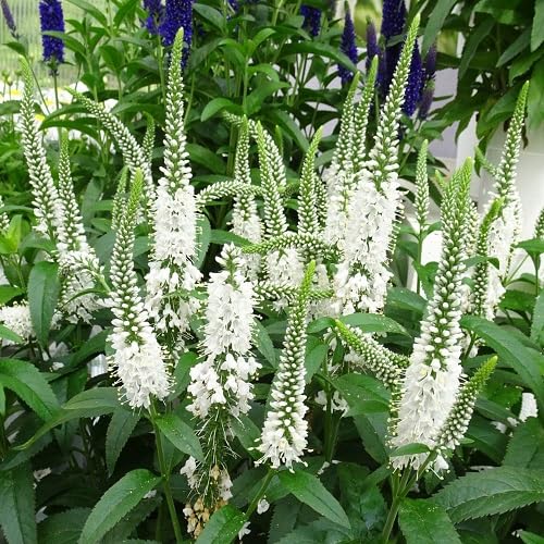Veronica Flower Seeds White – Heirloom, Non-GMO, High Germination Organic Seeds