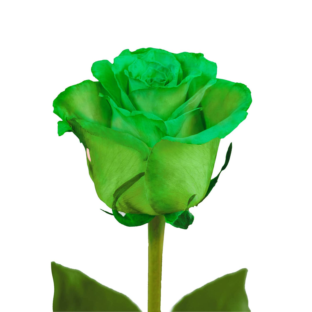 Grüne Rosenblumensamen zum Pflanzen – Erbstück, gentechnikfrei, keimfreudige Samen