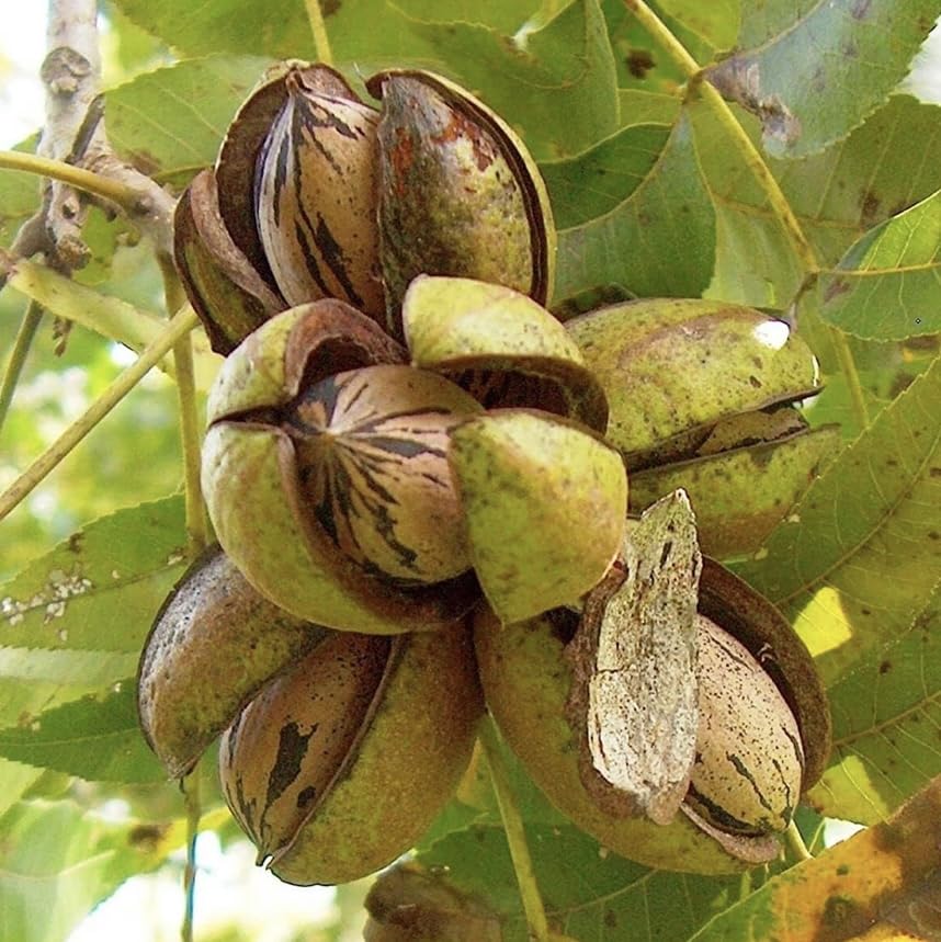Green Pecan Seeds Heirloom Non-GMO High Germination Organic Garden Seeds for Planting