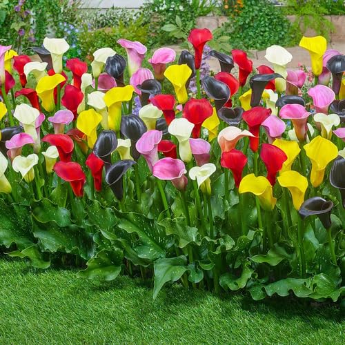 Mixed Callalily Flower Seeds – Heirloom, Non-GMO, High Germination Organic Garden Seeds for Planting