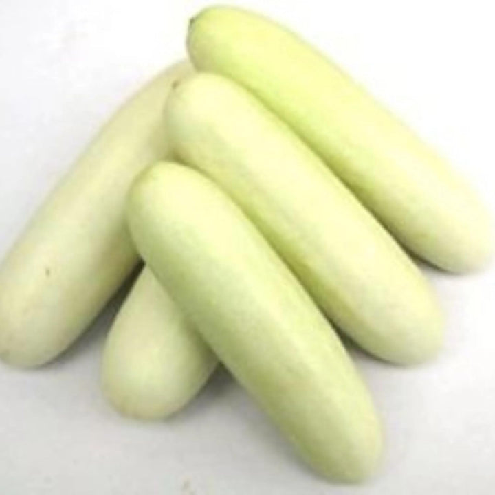 Cucumber White Seeds – Heirloom, Non-GMO, High Germination Organic Garden Seeds Planting