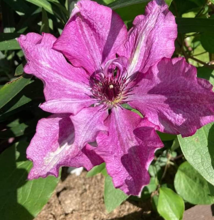 Mixed Clematis Vine Seeds for Planting