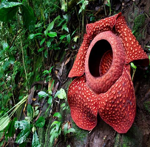 Red Rafflesia Flower Seeds Heirloom Non-GMO High Germination Organic Garden Seeds for Planting