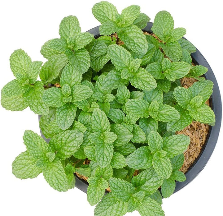 Green Mentha Arvensis Mint Herb Seeds – Heirloom, Non-GMO, High Germination Seeds
