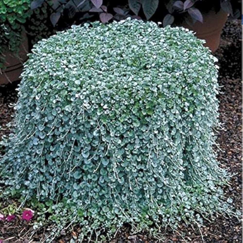 dichondra repens flower seeds