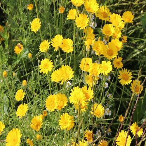 Yellow Glebionis Coronaria Flower Seeds – Heirloom, Non-GMO, High Germination Seeds