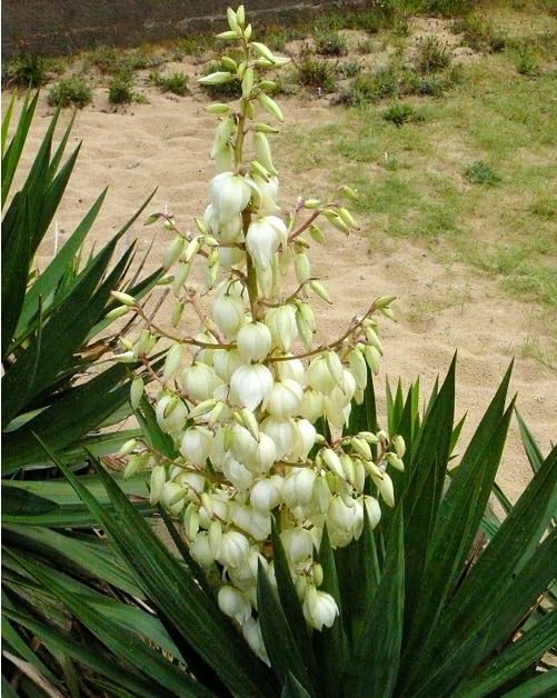 White Yucca Gloriosa Flower Seeds – Heirloom Non-GMO Organic Garden Seeds for Planting