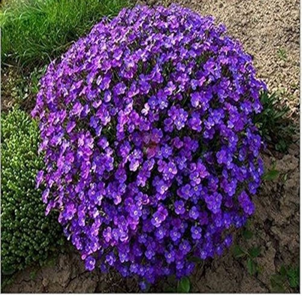 Creeping Thyme herb seeds