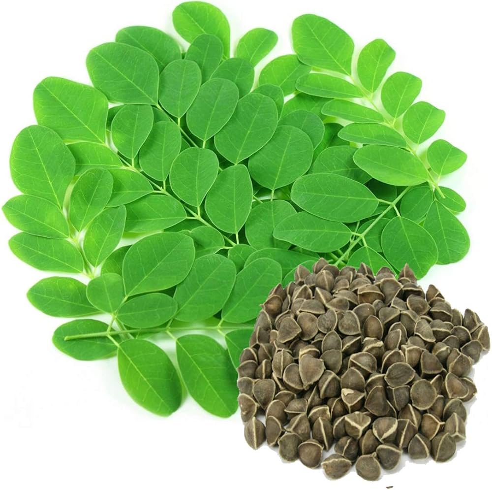 moringa moringa flower seeds