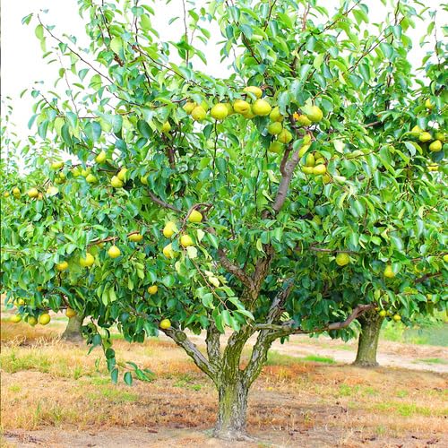Green Pear Tree Seeds – Heirloom, Non-GMO, High Germination Organic Garden Seeds