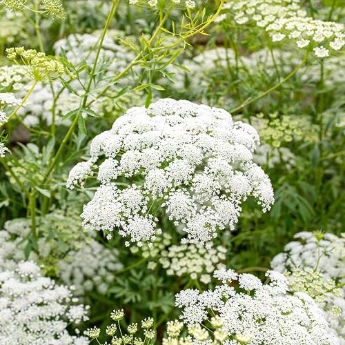 Semillas de flor Visnaga blanca, reliquia, sin OMG, alta germinación, semillas orgánicas para jardín para sembrar