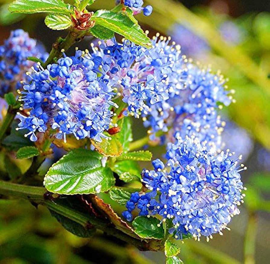 squaw carpet flower seeds