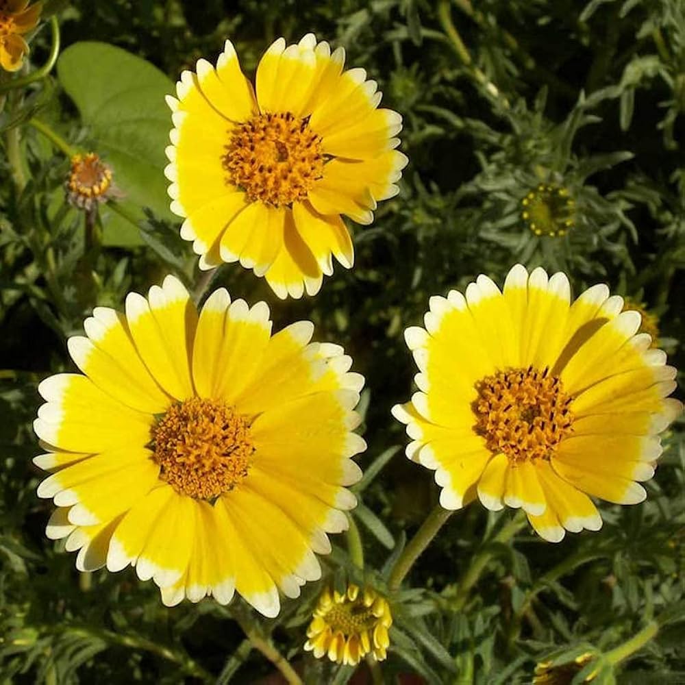 tidy tips flower seeds