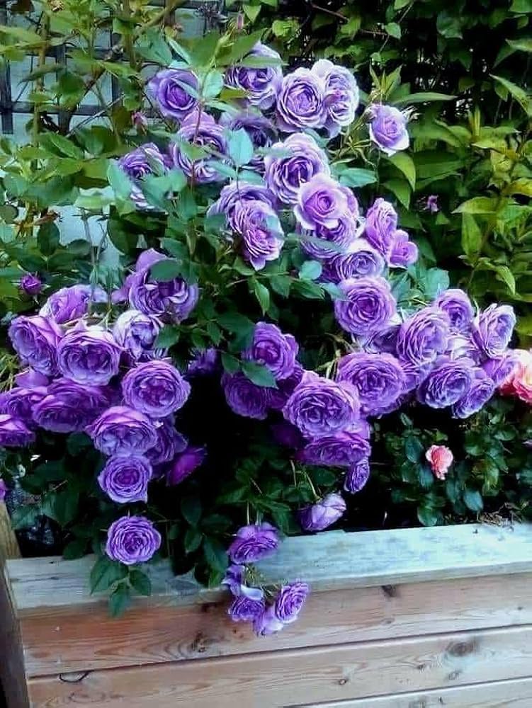 climbing rose flower seeds