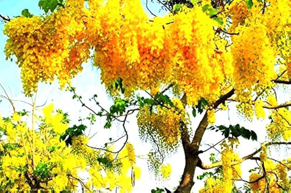 wisteria wisteria flower seeds