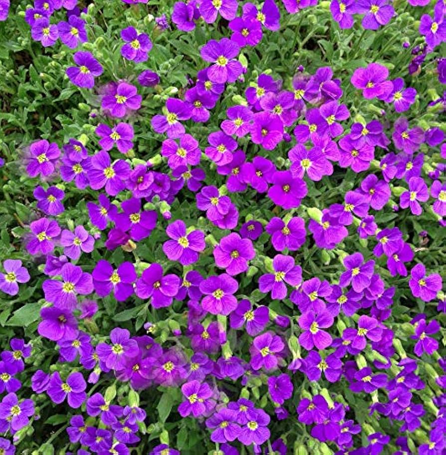 Violet Aubretia Flower Seeds – Heirloom Non-GMO High Germination Organic Garden Seeds