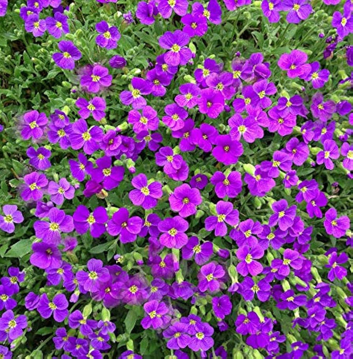 Violet Aubretia Flower Seeds – Heirloom Non-GMO High Germination Organic Garden Seeds