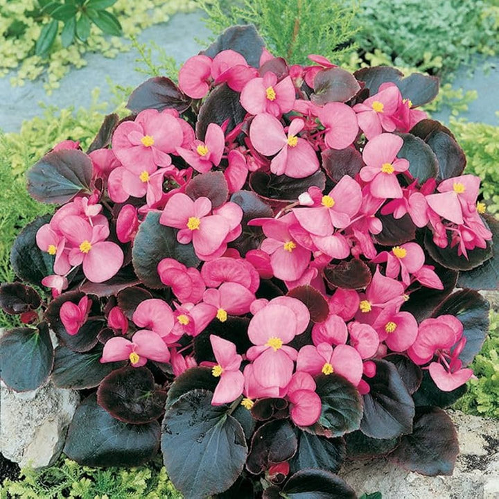 Begonia Flower Seeds Pink for Planting – Heirloom Non-GMO High Germination Organic Seeds
