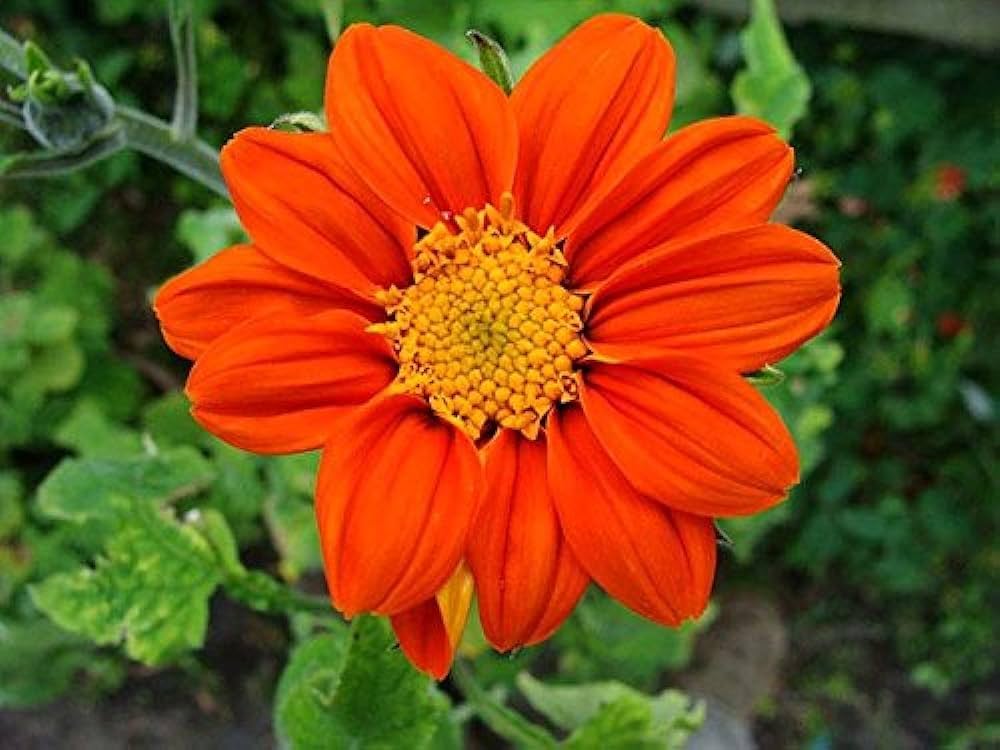 Oranger Tithonia Diversifolia Blumensamen – Alte Sorte, gentechnikfrei, keimstarke Bio-Samen