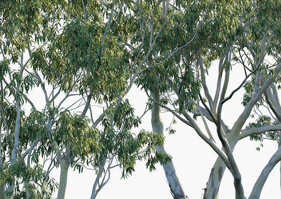 green eucalyptus tree heirloom non-gmo seeds
