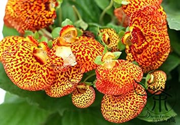 yellowcalceolariacrenatifloraheirloomnongmo flower seeds