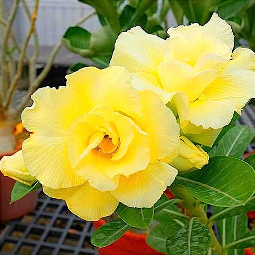 adenium obsum flower seeds
