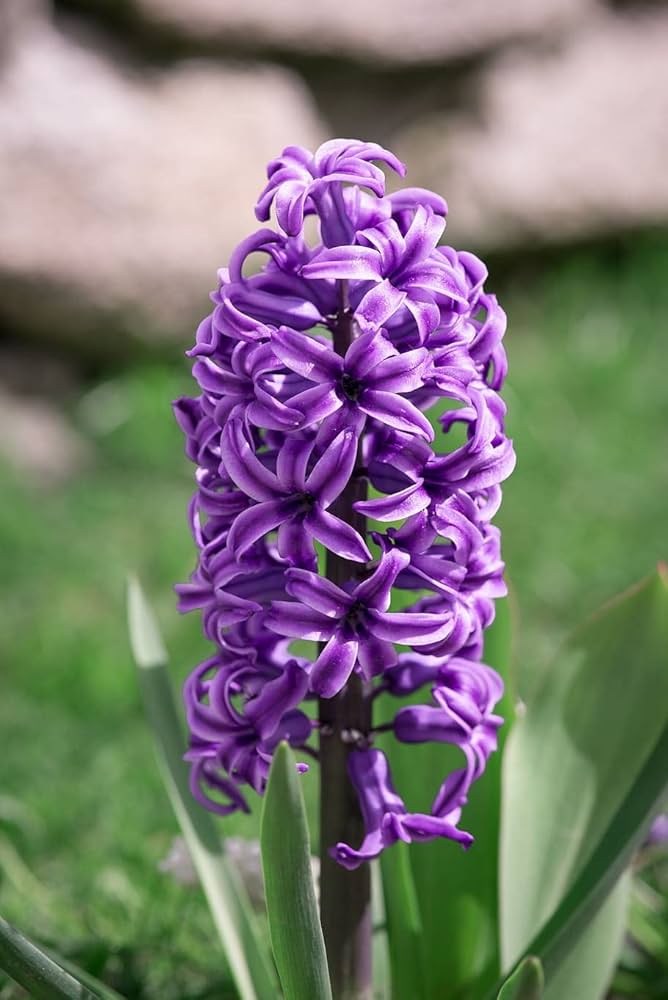 Purple Hyacinth Flower Seeds – Heirloom, Non-GMO, High Germination Seeds