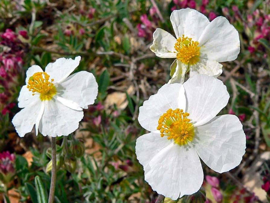 White Helianthemum Flower Seeds Heirloom Non-GMO High Germination Organic Garden Seeds for Planting