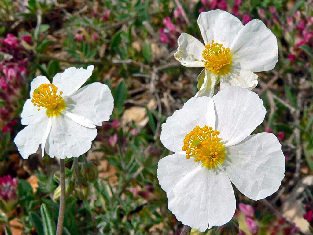 White Helianthemum Flower Seeds – Heirloom, Non-GMO, High Germination Seeds
