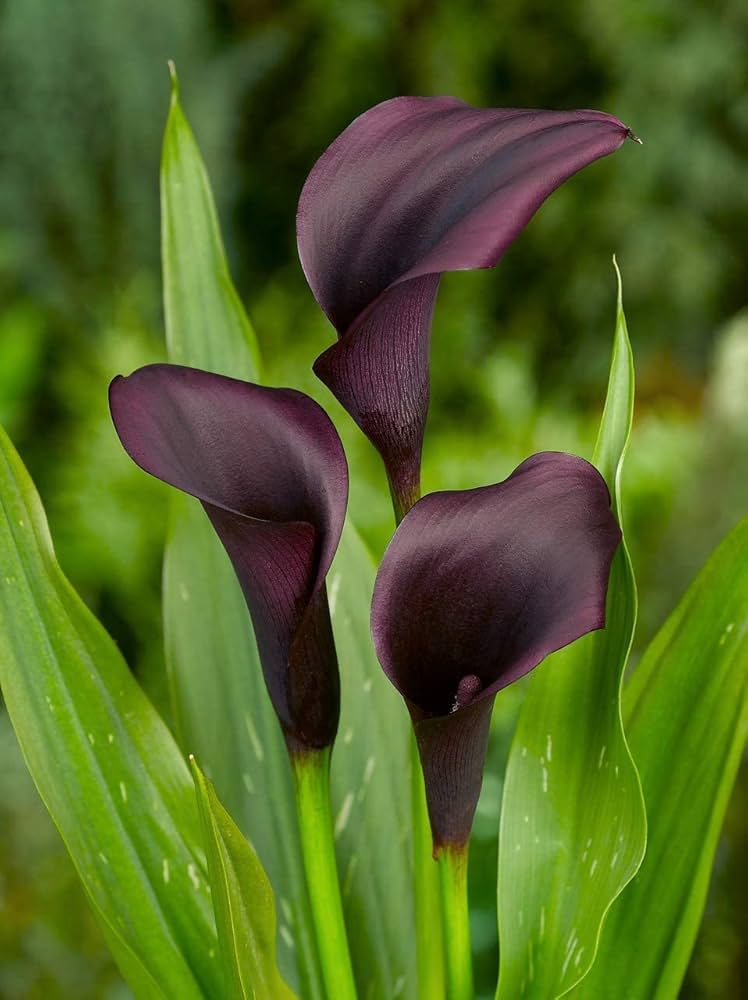 calla lily flower seeds