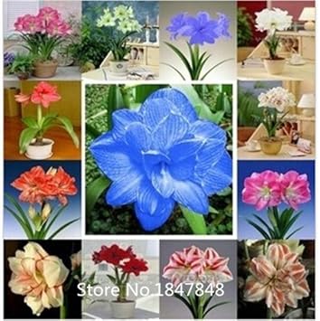 mixedamaryllisflowerheirloomnongmo flower seeds