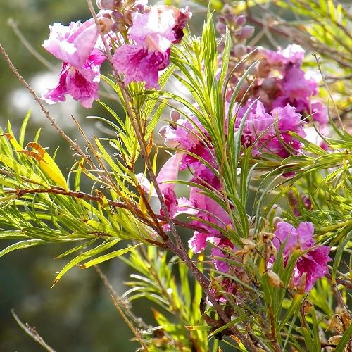 Pink Willow Flower Seeds – Heirloom Non-GMO High Germination Organic Garden