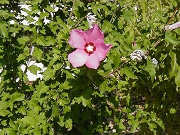 pinksharonflowerheirloomnongmo flower seeds