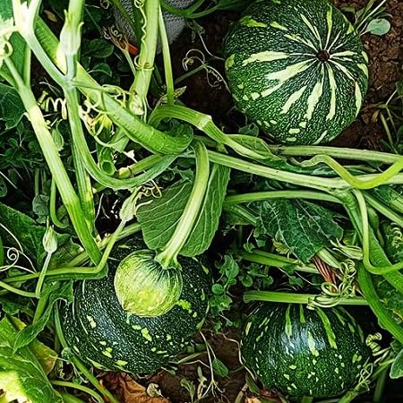 Pumpkin Green Seeds – Heirloom, Non-GMO, High Germination Organic Garden Seeds Planting