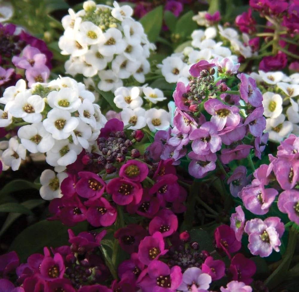 alyssum cup flower seeds