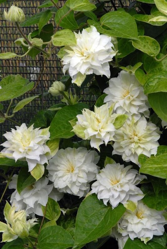 White Clematis Flower Seeds for Planting – Heirloom Non-GMO High Germination Seeds