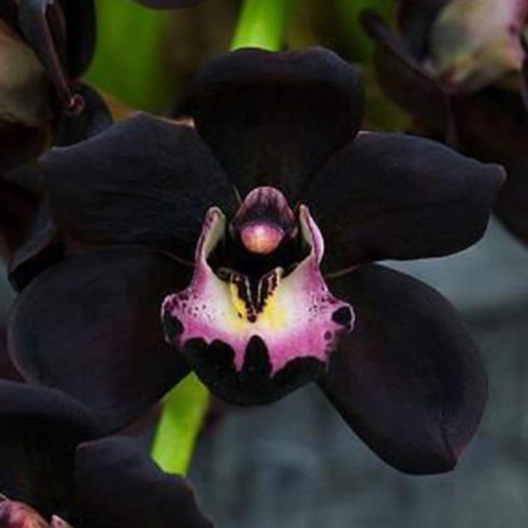 Black Cymbidium Flower Seeds – Heirloom Non-GMO High Germination Seeds