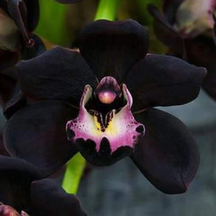 Black Cymbidium Flower Seeds – Heirloom Non-GMO High Germination Seeds