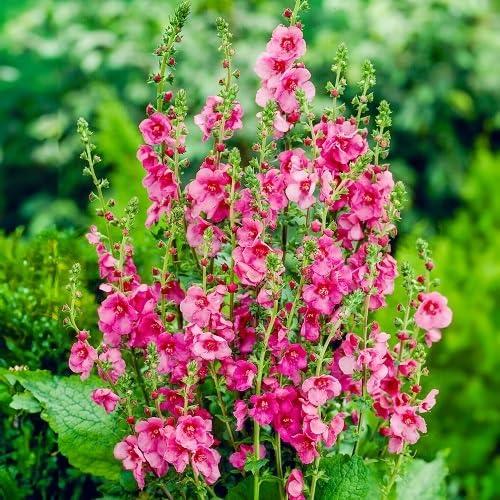Rosa Königskerze Blumensamen – Alte Sorte, gentechnikfrei, hohe Keimrate, Bio-Gartensamen zum Pflanzen