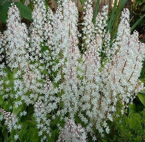 White Tiarella Trifoliata Flower Seeds Heirloom Non-GMO High Germination Organic Garden Seeds