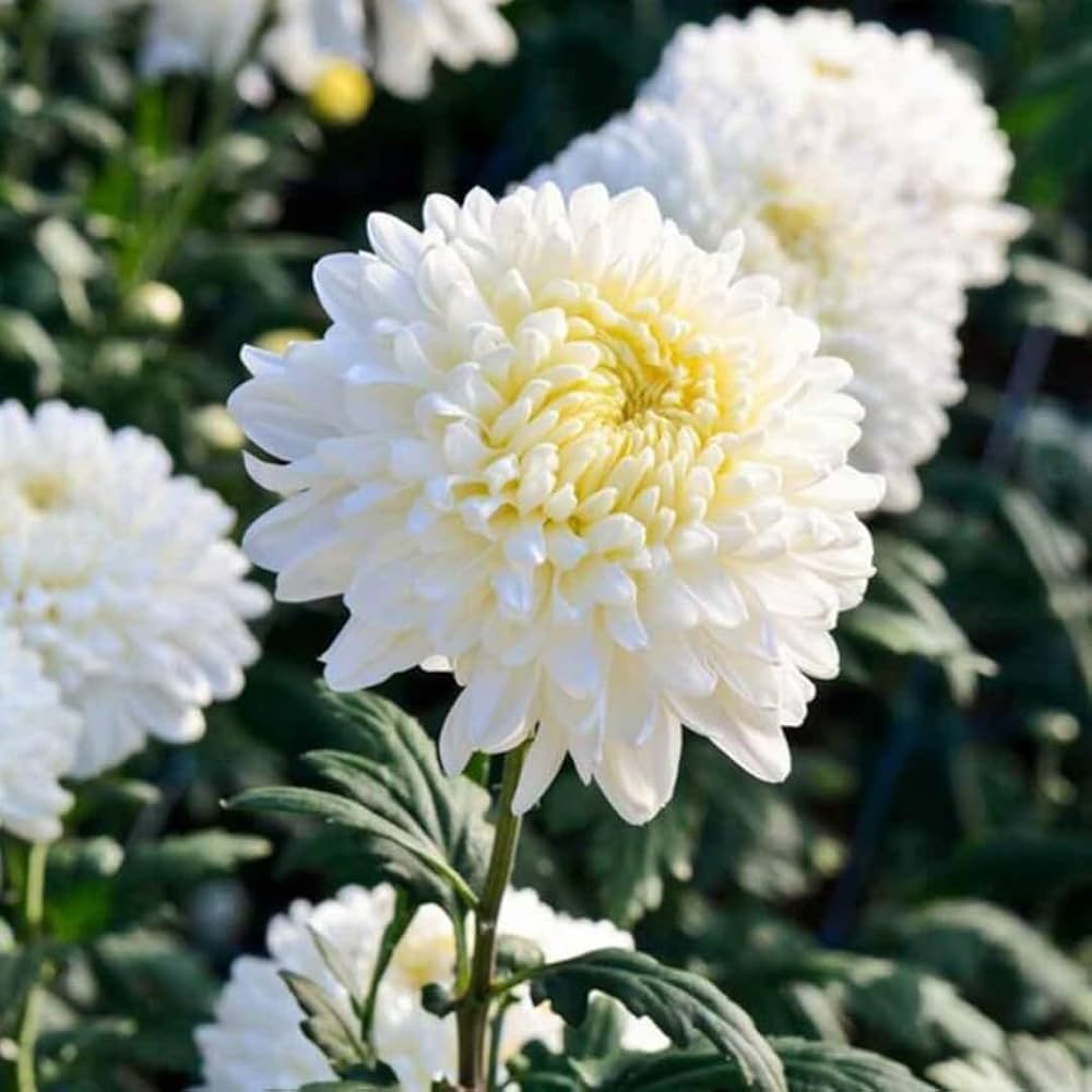 white india flower seeds