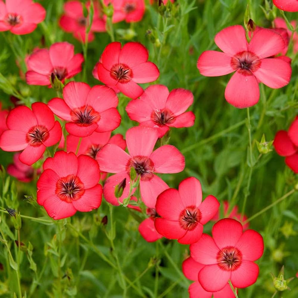 Linum Grandiflorum Flower Seeds Red – Heirloom, Non-GMO, High Germination Seeds